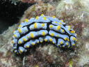 Phyllidia varicosa