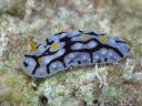 Phyllidia exquisita