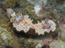 Glossodoris cincta