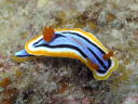 Chromodoris annae