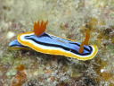 Chromodoris annae