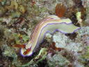 Hypselodoris emma