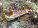 Hypselodoris emma