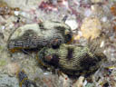 Chromodoris lineolata