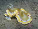 Glossodoris cruenta