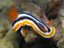 Chromodoris magnifica