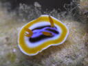 Chromodoris magnifica