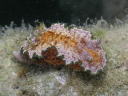 Glossodoris cincta