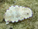 Goniobranchus rufomaculata