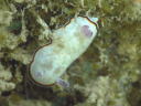 Goniobranchus fabulus