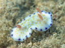 Goniobranchus aureopurpurea