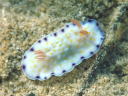 Goniobranchus aureopurpurea