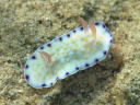 Goniobranchus aureopurpurea