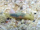 Gymnodoris okinawae