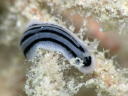 Phyllidiopsis striata