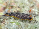 Chromodoris lineolata