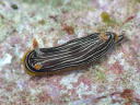 Chromodoris lineolata