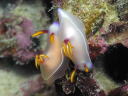 Hypselodoris bullocki