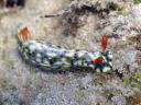 Hypselodoris infucata