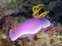 Hypselodoris apolegma