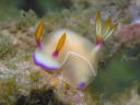 Hypselodoris bullocki