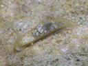 Gymnodoris sp. 8