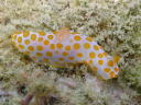 Gymnodoris rubropapulosa