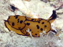 Berthella martensi