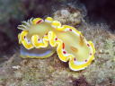 Glossodoris cruenta