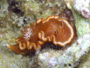 Glossodoris rufomarginata