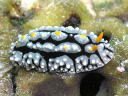 Phyllidia elegans