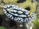 Phyllidia elegans