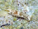 Chelidonura fulvipunctata
