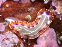 Goniobranchus decora