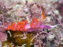 Flabellina rubropurpurata