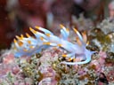 Flabellina macassarana