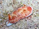 Goniobranchus reticulatus