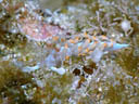 Flabellina bicolor