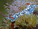 Hypselodoris infucata