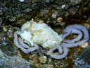 Aeolidiella alba