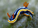 Chromodoris magnifica