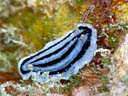 Phyllidiopsis striata