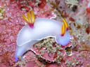 Hypselodoris bullocki