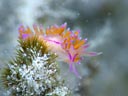 Flabellina rubrolineata