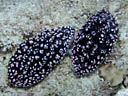 Phyllidiopsis fissuratus