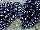 Phyllidiopsis fissuratus