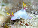 Hypselodoris bullocki