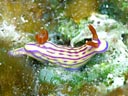 Hypselodoris whitei