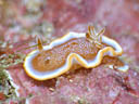 Glossodoris rufomarginata