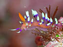 Flabellina exoptata